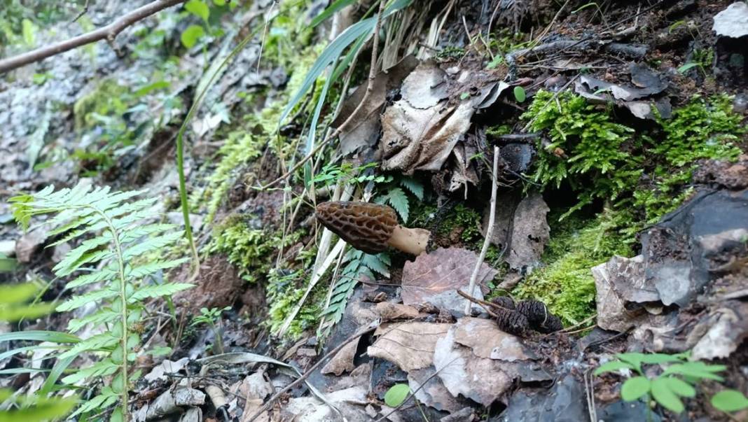 Ormanda toplayıp ton ton para kazanıyor! Sıfır sermayeyle... Kilosu 2 bin 500 TL 16